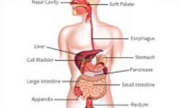 بیماری های سیستم گوارش