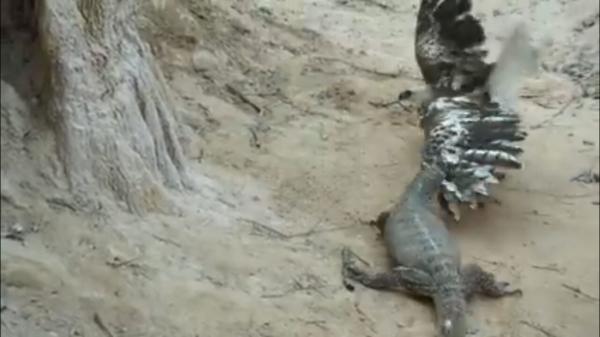 فیلمی از نجات جان عقاب از دهان اژدهای کومودو
