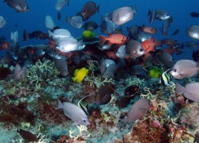 اهمیت نجات مرجان ها؛ به مناسبت روز جهانی صخره های مرجانی