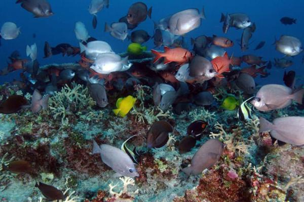 اهمیت نجات مرجان ها؛ به مناسبت روز جهانی صخره های مرجانی