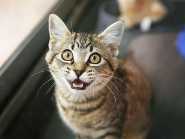 گربه های این استان هاری گرفتند! ، هشدار برای فراگیر شدن بیماری هاری در کشور